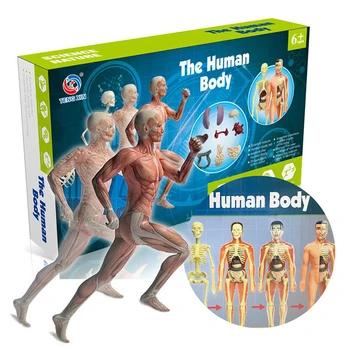 1 takım Anatomi Modeli Çocuklar İçin İnsan Torso Anatomisi Modeli Çıkarılabilir İnsan Vücudu Modeli ForMedical Öğrenci Eğitim Bilimi Öğrenme