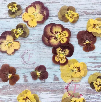 120 adet Preslenmiş Kurutulmuş Viola Tricolor L. Pansy Çiçek Bitkiler Herbaryum Takı Kartpostal Imi telefon kılıfı DIY