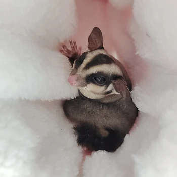 Aşk Kalp Hamster Sıçan Sincap Asılı Hamak Salıncak Yuva evcil hayvan kafesi yatak Peluş Metal Asılı Tasarım Rahat Pet Kaynağı