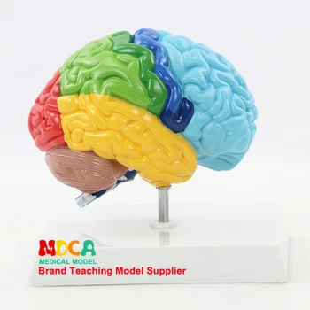 Serebral Anatomik Modeli Anatomi Yarım Sağ Beyin Beyin Sapı Modeli Tıp Bilimi Öğretim Kaynakları Dropshipping